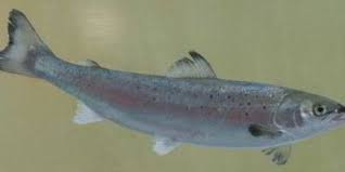 He is the honorary consul for the republic of korea in norway. Mohn Satser Pa Oppdrettsutstyr Intrafish No