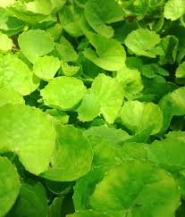 Tulsi Gotu Kola Tea Made Sunday Surprisingly Special Gotu Kola Tea Recipe Recipe Medicinal Herbs Herbs Ayurvedic Herbs