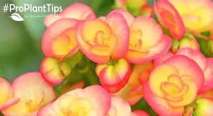 Image result for Begonia gentilii