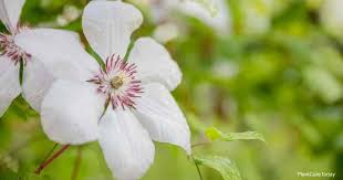 La clématite d'armand, clematis armandii, est une vigoureuse plante grimpante dotée d'un feuillage persistant luisant d'aspect luxuriant et d'une floraison printanière précoce et parfumée. Clematis Armandii Info Growing And Care Of Evergreen Clematis