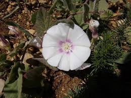 Image result for Convolvulus aschersonii