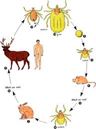 And, behold, a beam is in thine own eye? Arthropods Springerlink