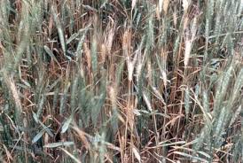 Root Rots on Wheat | Oklahoma State University