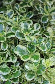 Image result for Uvaria kirkii