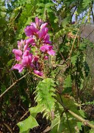 Image result for Acanthus polystachyus