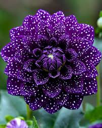 Image result for Dahlia sp. (cultivar)