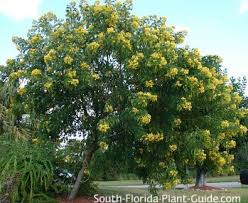 Image result for Cassia thyrsoidea