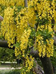 Image result for Laburnum