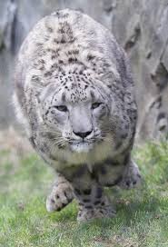 Overall, installing snow leopard is just like installing any other major os update: File Snow Leopard Running Jpg Wikimedia Commons