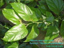 Image result for Tiliacora