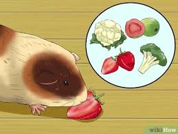 Check spelling or type a new query. 3 Ways To Feed Guinea Pigs Vitamin C Wikihow