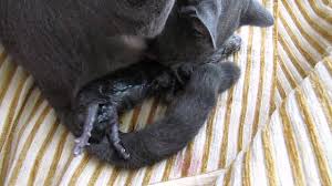 Kedi Dogum Videosu Youtube