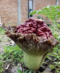 Nah, amorphophallus sendiri banyak ragamnya, seperti amorphophallus titanum atau yang sering disebut. Ada Bunga Bangkai Ada Kehebohan Warga Di Kalimantan Timur Mongabay Co Id Mongabay Co Id