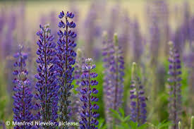 Die stickstoffbindung erfolgt mittels knöllchenbakterien an den bis zu 1. Blaue Lupinen Ergebnisse Der Landessortenversuche 2016 Landwirtschaftskammer Nordrhein Westfalen