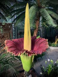 Amorphophallus titanum — giant corpse flower inflorescence