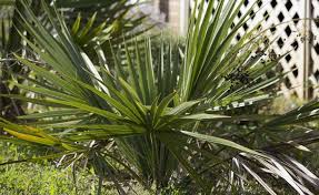 Winterharte Palmen Diese Arten Vertragen Leichten Frost Winterharte Palmen Palmen Und Palmenarten