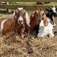 Bluebird Gap Farm Fall Festival event image
