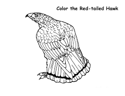 Please wait, the page is loading. Red Tailed Hawk 2 Coloring Page Free Printable Coloring Pages For Kids