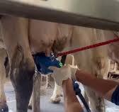 🚀 Chegou a *SaniCleanse GEA* @geafarming_brasil , Escova Pré-dipping  Semi-Automática., Benefícios da SaniCleanse: , ✅ Limpa + Desinfeta +  Estimula + Seca, ✅ Padroniza e agiliza a sala de ordenha, ✅ ...