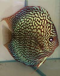 Check spelling or type a new query. Red Checkerboard Turquoise Discus For Sale At Discus Fish Sales No1 Discus Fish Specialists