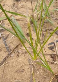 Image result for Cyperus luteus