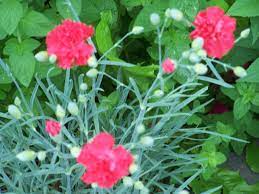 Clove Pink Part Of The Carnation Variety With Edible Flowers And Usually Made Into A Syrup Edible Flowers Medicinal Plants Flowers