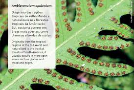 Image result for Amblovenatum