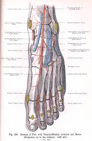 196 Dorsum Of Left Foot With Tendon Sheaths Arteries And Bones Projected On To Surface