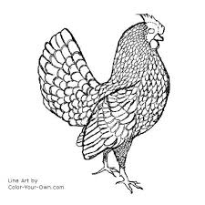 See more ideas about rooster, coloring this picture (above) shows what colors they are producing, and read more about where we are now in the olive egger project here. Sebright Chicken Rooster Coloring Page