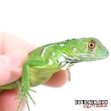 Baby Green Iguanas For Sale Underground Reptiles Green Iguana Iguana For Sale Underground Reptiles