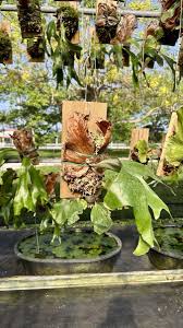 Image result for Platycerium stemaria