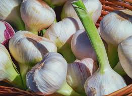 Cara menanam bawang putih dengan hasil 20% lebih banyak. 22 Cara Menanam Bawang Merah Hidroponik Sistem Wick Pics Teknologi Dan Alamiah