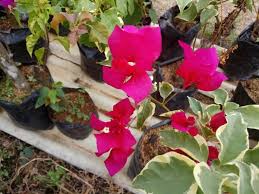 Menit kedalam air alu masukkan8tancapkan. Review Bunga Kertas Bougainvillea Spectabilis Steemit