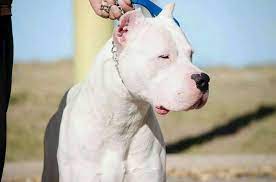 pin by bulent gelen on dogo argentino dogs dog breeds argentinian dog