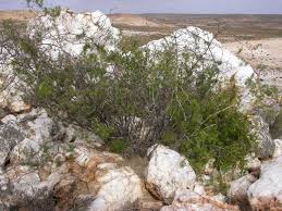 Image result for Asparagus suaveolens