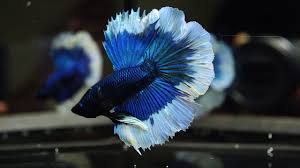Live Betta Fish Juvenile Male Blue Butterfly Halfmoon 516 Betta Fish Betta Halfmoon Betta