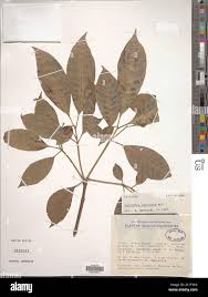 Image result for Rauvolfia vomitoria