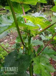 'red leaf vegetable amaranth,' a favorite caribbean specialty green, is tough and resistant to both heat and some measure of drought. Heat Tolerant Vegetables For Blazing Summers Attainable Sustainable