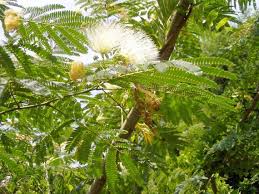 Image result for Albizia brevifolia