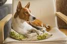 Basenji Info, Temperament, Puppies, Pictures