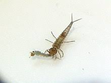 虫除け 蚊を寄付けない花も楽しめるハーブ植物 人体 子供や赤ちゃんにも優しい天然ハーブ オーストラリアからきた蚊が嫌う植物です。モスキートブロッカー 観葉植物 モスキートブロッカー 虫除け 蚊を寄付けない花も楽しめるすぐれもの モスキートブロッカー 販売 通販 種類 虫除け 蚊よけ ã‚« Wikipedia