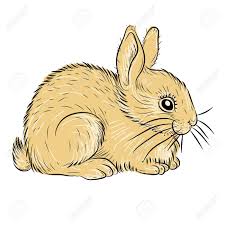 11 février 2021 / paul / dessin. Jeune Lapin Realiste Clip Art Libres De Droits Vecteurs Et Illustration Image 56938997