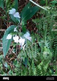 Image result for Hypoestes forskaolii