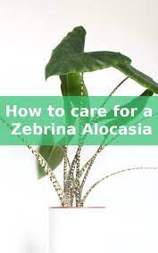 How To Care For A Zebrina Alocasia Alocasia Plant Tropical Plants Plants