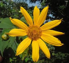 Image result for Aspilia kotschyi