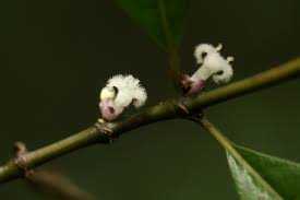 Image result for Lasianthus kilimandscharicus