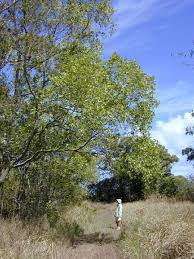 Image result for Acacia auriculiformis