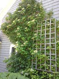 How To Grow Climbing Hydrangea Grow Climbing Hydrangea Climbing Flowers Climbing Hydrangea Climbing Hydrangea Vine