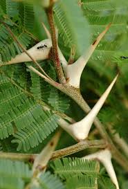 Image result for Acacia cornigera