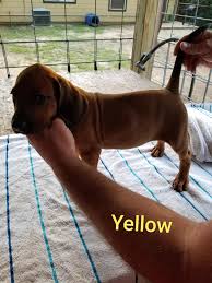 Maybe you would like to learn more about one of these? Show Coonhounds Classifieds Public Group Facebook